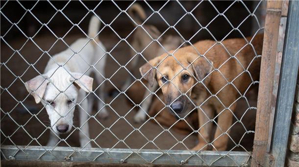 In solchen Betonzwingern werden junge Hunde gehalten, bis sie für den Handel bereit sind.
