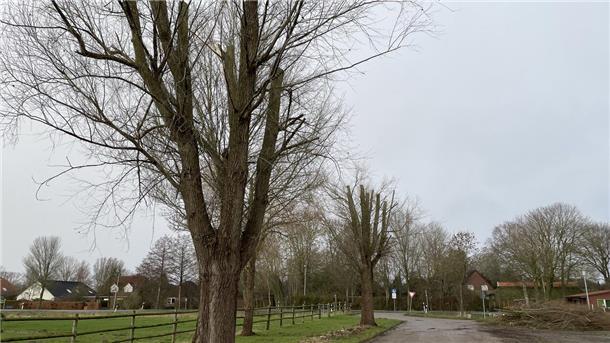 In Tossens hat der Bauhof Bäume beschnitten - viel zu rabiat, finden die Grünen.