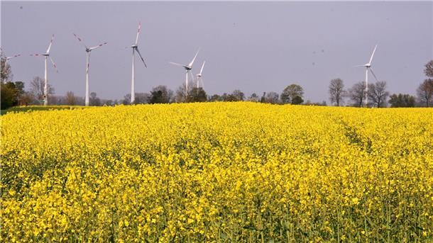 In voller Blütenpracht: Auch bei Cadenberge befinden sich Rapsfelder, die ein natürlicher Hingucker sind.