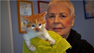 Katzenbaby
