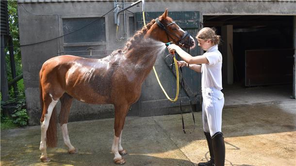 Insa Diercks duscht ihren Noblis nach einer Prüfung ab. Der Waschplatz war der wohl beliebteste Platz beim Reitturnier des Wurster Reitklubs.