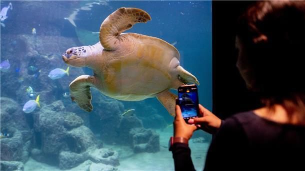 Insgesamt gibt es nach Angaben des Aquariums sieben Meeresschildkrötenarten weltweit. 