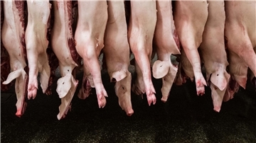 Insgesamt produzierten Schlachtunternehmen 2023 rund 4,2 Millionen Tonnen Schweinefleisch - deutlich weniger als noch 2022.