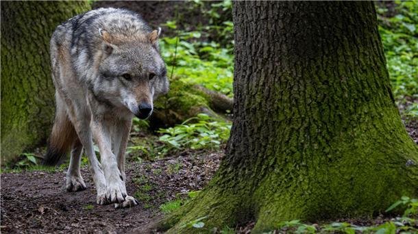 Bislang 314 tote Wölfe in Niedersachsen gefunden Insgesamt sind in Niedersachsen bislang mehr als 300 Wölfe tot aufgefunden worden. (Archivfoto)