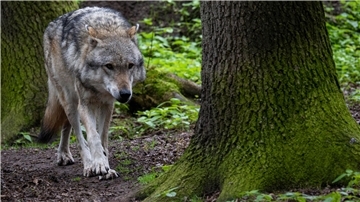 Insgesamt sind in Niedersachsen bislang mehr als 300 Wölfe tot aufgefunden worden. (Archivfoto) 
