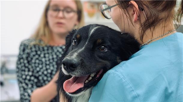 Insta-Tierärztin Linnea Schibalski untersucht Aussi Hündin Dinah. Tierarzthelferin Johanna Burwinkel assistiert.