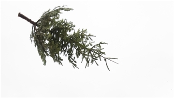 Weihnachtsbaum fliegt durch die Luft