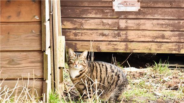 Ist das Futter im Häuschen, kommt die Katze hinterher.