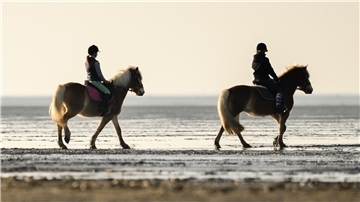 Ist das Reiten im Watt zu gefährlich und sollte verboten werden?