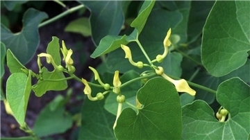 Osterluzei