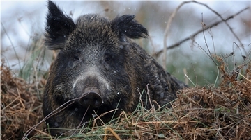 Jäger müssen auch in Zeiten der Corona-Pandemie, jagen. Sonst werden sie dem Zuwachs der Wildschweine nicht her.
