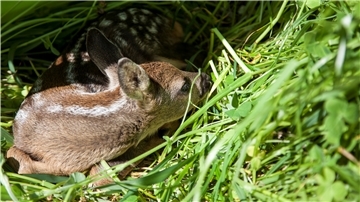Jahr für Jahr sterben viele Wildtiere durch das großflächige Mähen von Feldern. Dieses zwei Tage alte Rehkitz auf einem Acker in Cappel-Neufeld konnte gerettet werden.