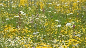 DAs Foto zeigt einen Wildblumenacker. 