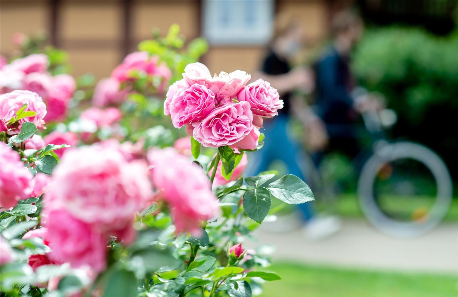 Jede Menge blühende Rosen gibt es bei der Aktion Offene Gartenpforte zu sehen. I...