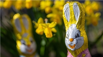Auf dem Bild sind zwei Schoko-Osterhasen sowie zahlreiche Narzissen zu sehen.