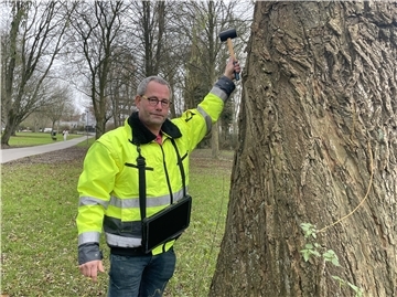 Mann klopft mit Hammer Bäume ab
