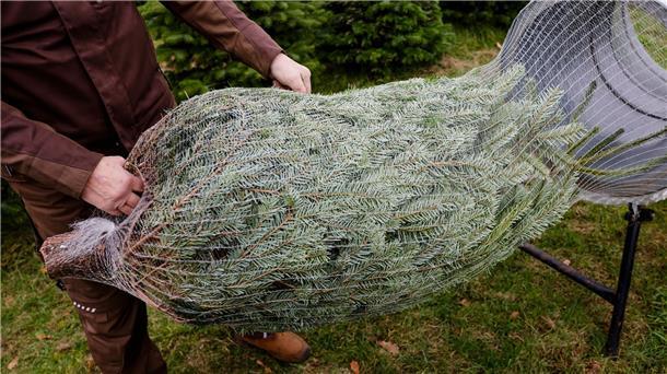Preise für Weihnachtsbäume bleiben stabil Jedes Jahr werden in Deutschland etwa 27 Millionen Weihnachtsbäume verkauft.