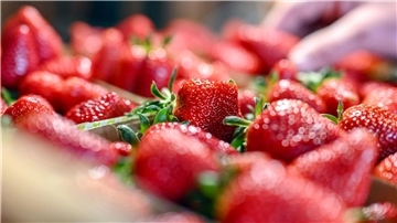 Jetzt gibt es Erdbeeren so günstig wie nie in der Saison. (Archivbild)