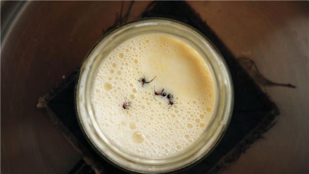 Wie Joghurt aus Ameisen entsteht – Nachahmen nicht empfohlen Joghurt-Rezept einmal anders: Man nehme vier Ameisen...