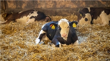 Junge Kälber dürfen nach Bundesvorgaben auch ohne Betäubung kastriert werden. (Symbolbild)