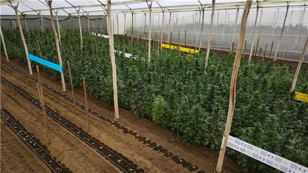 Mit hohen Renditen für Cannabis-Pflanzen gelockt: Razzia Junge und ältere Cannabispflanzen wachsen in einem Gewächshaus, in der Cannabis für medizinische Zwecke angebaut wird.