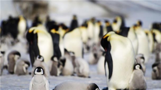 Eisschwund bringt tausenden Kaiserpinguin-Küken den Tod Junge und ausgewachsene Kaiserpinguine einer Kolonie in der Antarktis.