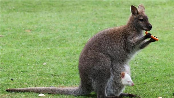 Erneut schneeweißer Känguru-Nachwuchs in Marlow Kängurubaby Abigail, ein Albino, im Beutel der Mutter im Vogelpark Marlow.