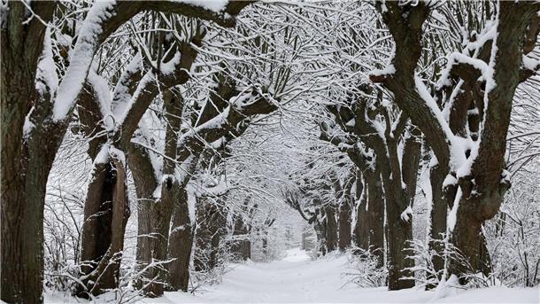 Der Winter meldet sich zurück - Unfälle und Schulausfälle Kahle Bäume, weißer Schnee - Winter in Bayern.