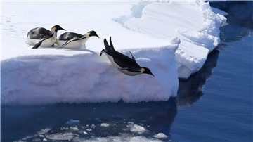 Kaiserpinguine in der Antarktis.