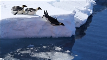 Kaiserpinguine springen von einer Eiskante ins Meer. Ihr Schicksal ist eng mit dem Meereis verknüpft.