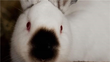 Kalifornia-Kaninchen haben einen gutmütigen Charakter. Im Wittstedter Tierasyl Heimatlos warten einige dieser Tiere auf neue Besitzer. 
