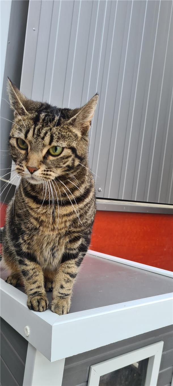 Katze Kalisi 