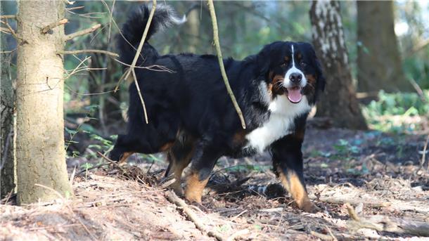 Hundewald in Wilstedt: Freilauffläche für Hunde von Marko Intemann Ein großer Hund läuft durch einen Wald.