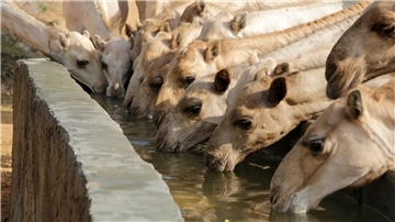 Kamele tragen Gepäck, liefern Milch und kommen tagelang ohne Wasser aus. 