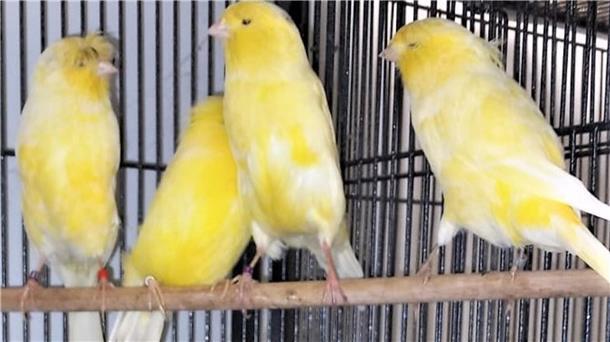 Kanarienvögel suchen ein geräumiges neues Zuhause Kanarienvögel suchen Voliere zum Wohlfühlen.