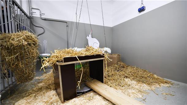 Medikamenten-Sicherheitstests mit Kaninchen enden Kaninchen gehören nach Mäusen, Fischen und Ratten zu den häufigsten Versuchstieren.