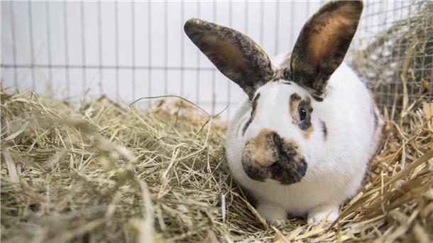 Kaninchen sollen laut PETA besser geschützt werden.