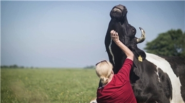 Karin Mück streichelt in dieser Szene aus dem Film „Butenland“ ein Rind. Die Tierschützerin und ihr Partner Jan Gerdes betreiben in Niens ein Kuh-Altersheim.