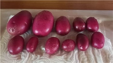 Kartoffel-Vielfalt heute: rote Emmalie.