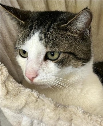 Eine Katze. Kater Fritz sucht liebevolle Aufnahme in einer Familie.