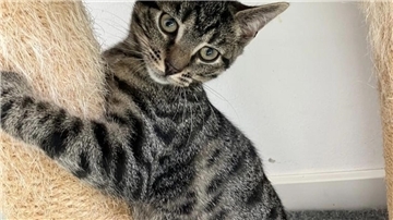 Kater