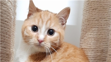 Kater Pit wünscht sich ein Zuhause mit Spielkameraden.