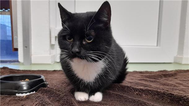 Katze Tatjana ist sehr kontaktfreudig und genießt ihre Streicheleinheiten.