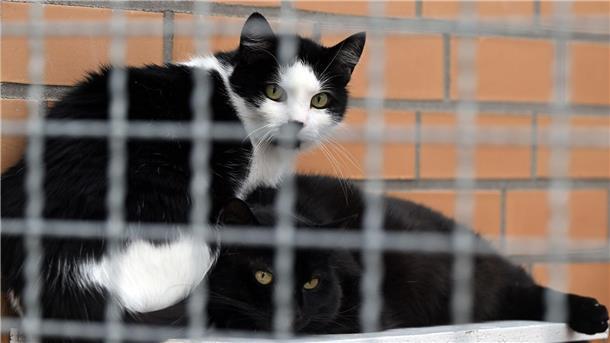Katzen sitzen im Tierheim Leverkusen.