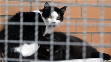 Katzen sitzen im Tierheim Leverkusen.