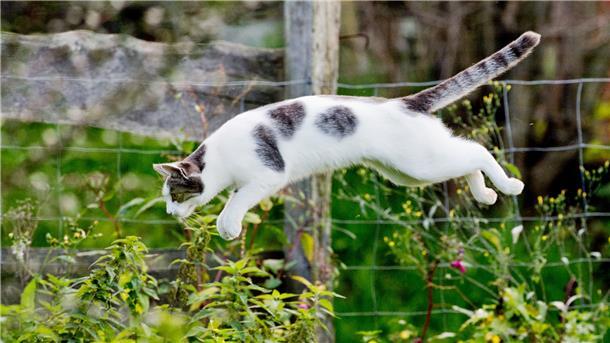 Eine Katze auf der Jagd.