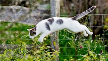 Eine Katze auf der Jagd.