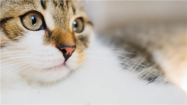 Eine Katze guckt
