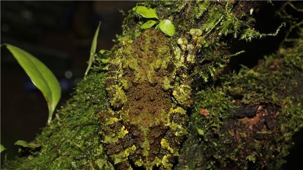 380 neue Tier- und Pflanzenarten entdeckt Kaum zu sehen: die neu entdeckte Froschart (Theloderma khoii) aus dem Norden Vietnams.