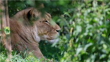 Kein Gehege in Bremerhaven - sondern Löwin Kigali im Leipziger Zoo.